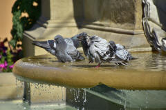 palomas bebiendo en la fuente